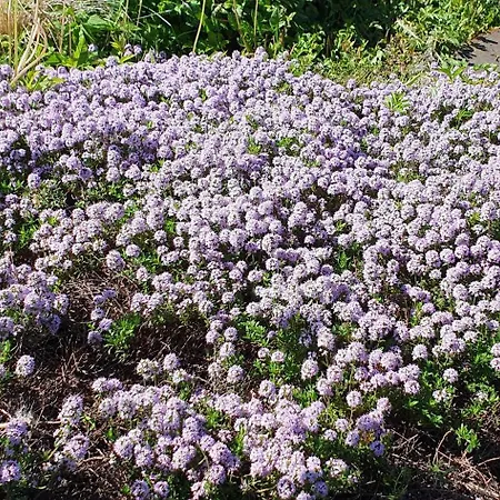Am Huthainberg Apartment Bornichen