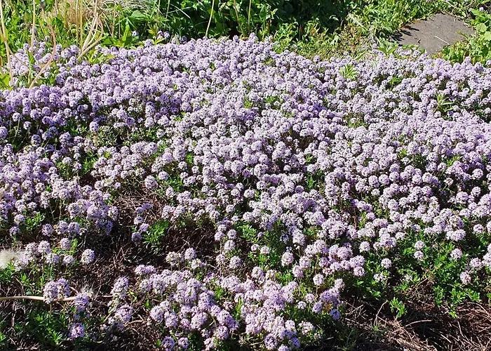 Am Huthainberg Apartamento Bornichen